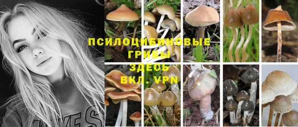 PSILOCYBIN Верея